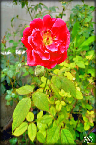Blooming Beauty 🌹