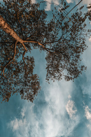 Serene Canopy 🌳☁️