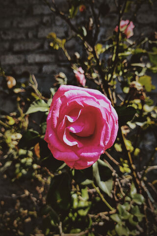 Beautiful Pink Rose 🌹