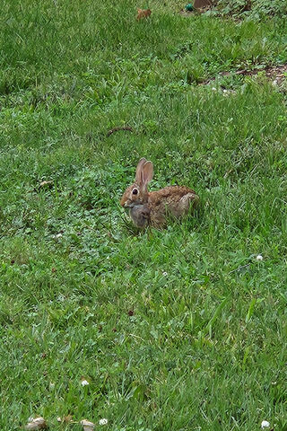 Rabbit