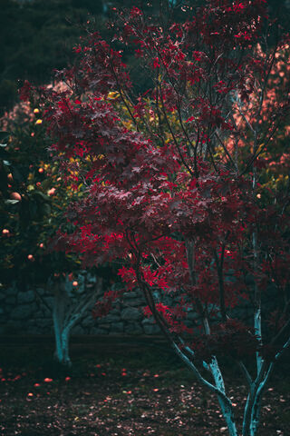 Autumn's Embrace 🍂✨