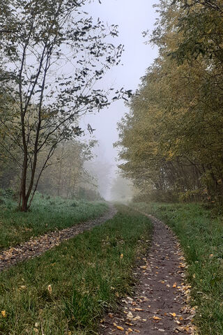Enchanted Foggy Pathway 🌫️🌳