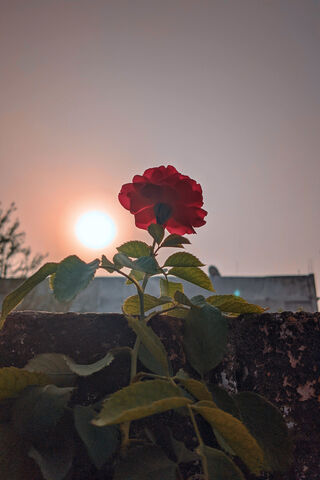Sunset Rose 🌹🌅