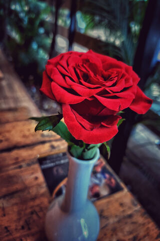 Elegant Red Rose 🌹