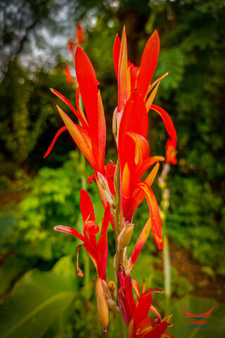 Fiery Blooms: Nature's Vibrant Canvas 🌺🔥