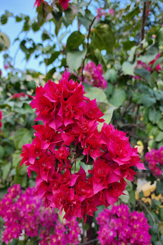 Vibrant Bougainvillea Blooms 🌺