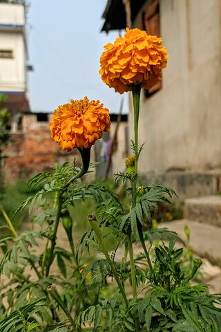 Rajnigandha Flower