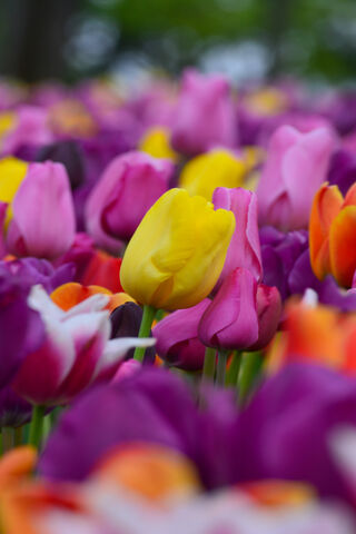 Vibrant Tulip Wonderlan..