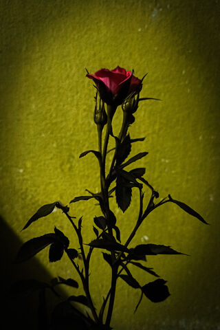 Elegant Rose in Shadow ..