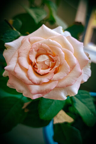Elegant Pink Rose 🌹