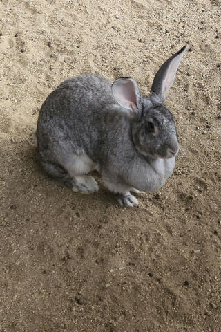 Bunny Bliss: The Gentle Giant 🐰✨
