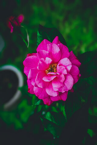 Vibrant Pink Blossom 🌸
