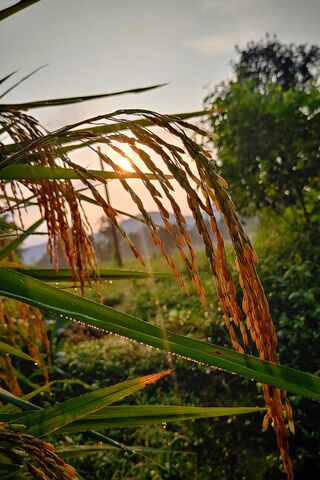Golden Harvest 🌾✨