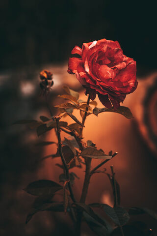 Radiant Red Rose 🌹✨