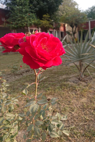 Vibrant Rose in Bloom 🌹✨