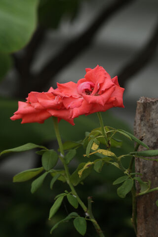 Red Roses