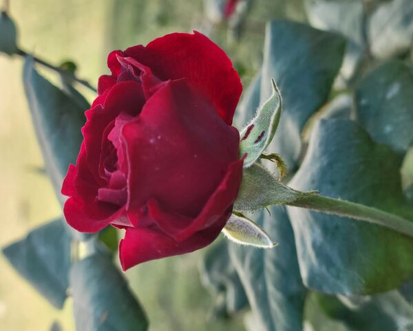 Beautiful Red Rose 🌹