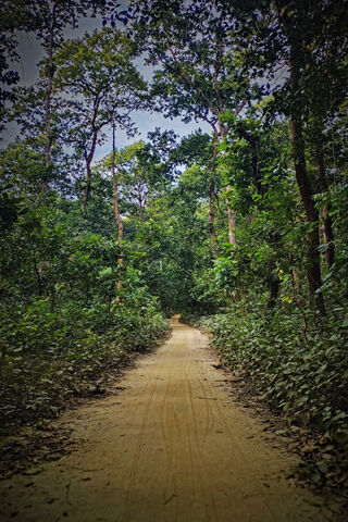 Serene Forest Path 🌳🌿