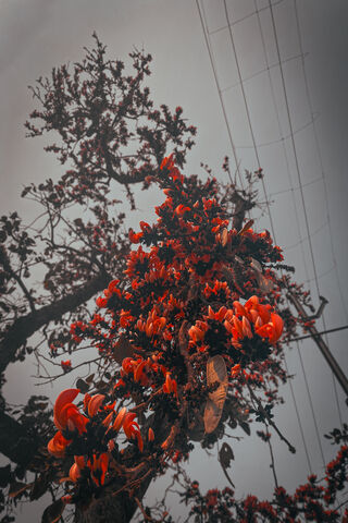 Vibrant Blossoms Against a Gloomy Sky 🌺🌥️