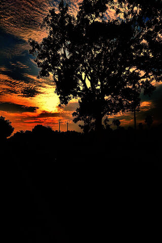 Sunset Silhouette 🌅🌳