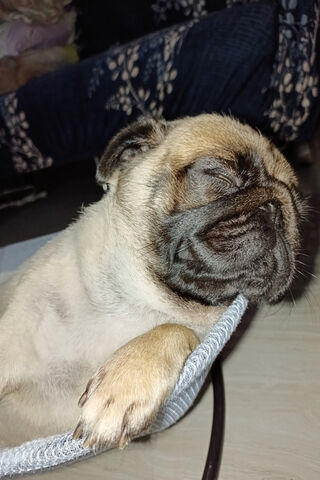 Dreamy Pug Nap 🐾💤
