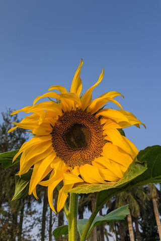 Sunflower Bloom