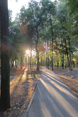 Serene Sunset Stroll 🌳🌅