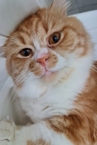 Adorable Ginger Cat 🐾