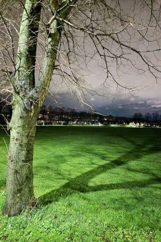 Nighttime Serenity 🌙🌳