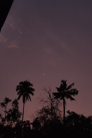 Serene Twilight 🌙🌴