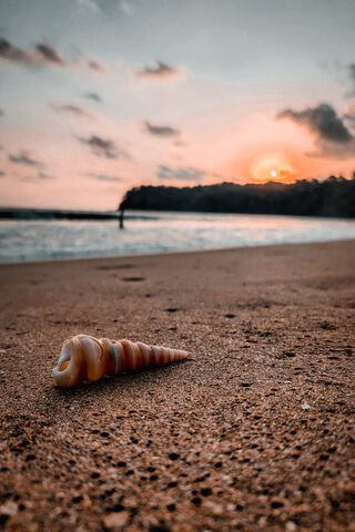 Shell
