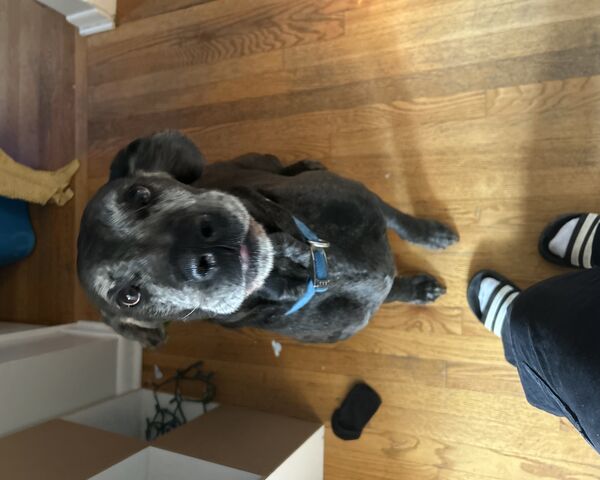 Happy Pup Waiting for T..