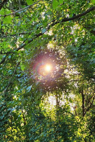 Sunlight Through the Tr..