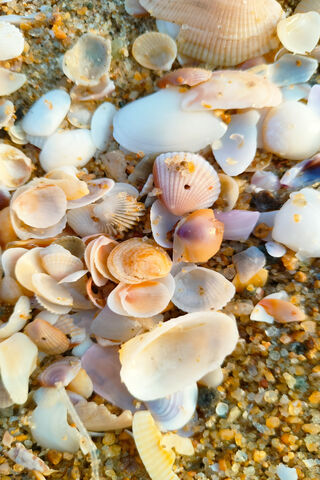 Shells by the Shore 🐚🌊
