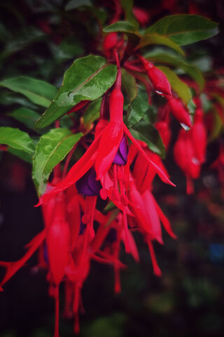 Vibrant Fuchsia Blooms ..