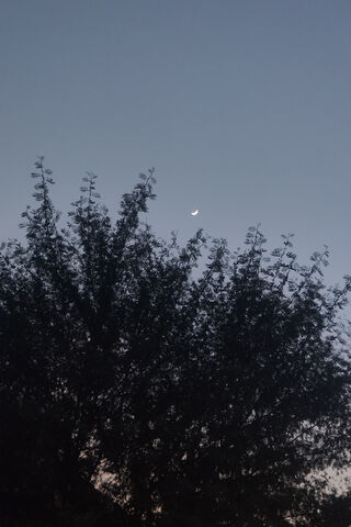 Serene Evening Sky 🌙🌳