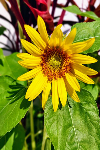 Bright and Cheerful Sun..