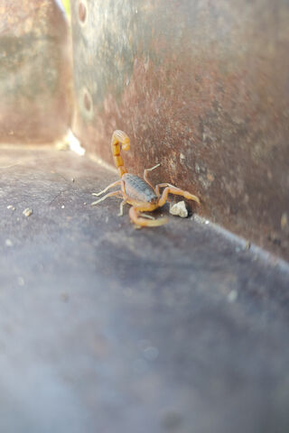 Scorpion: Nature's Fearsome Guardian 🦂