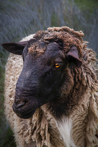 The Majestic Sheep: Nature's Woolly Wonder 🐑✨