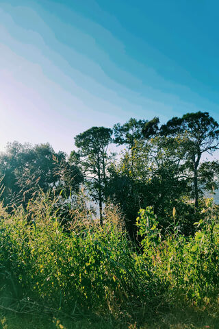 Trees and Water View