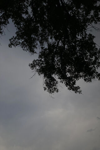 Whispering Leaves Under a Cloudy Sky 🌳☁️
