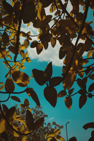 Golden Leaves Against a..