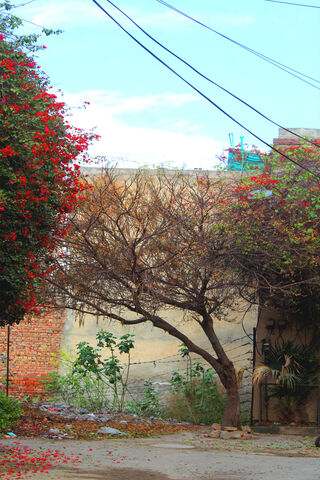 Tree ?