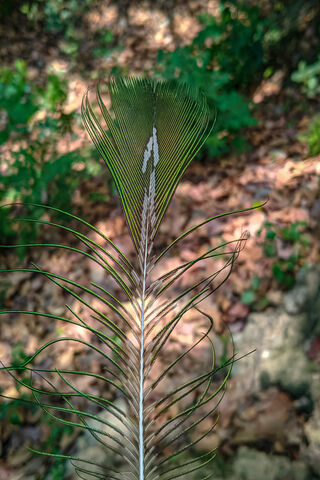 Nature's Elegant Feathe..