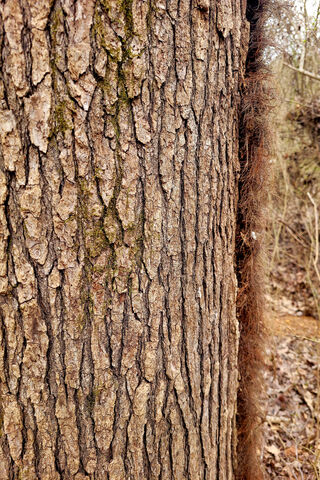 Nature's Textures 🌳✨