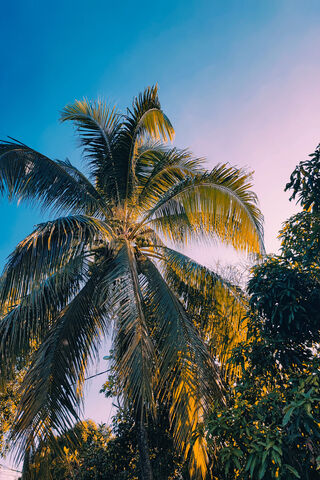 Tropical Serenity 🌴✨