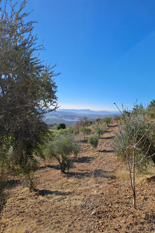Serene Olive Grove Unde..