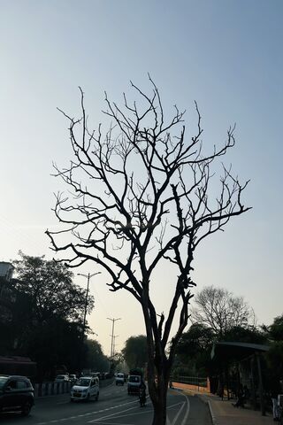 Lonely Tree Against the..