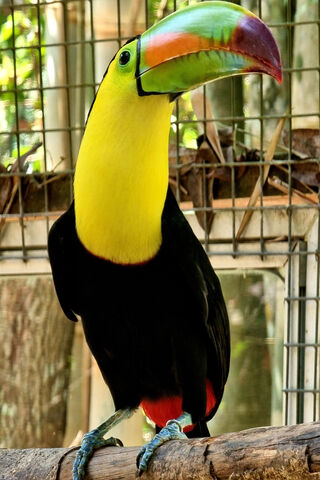 Colorful Toucan in the ..