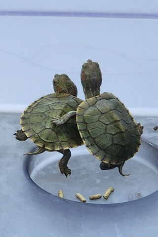 Turtley Adorable Duo 🐢❤️